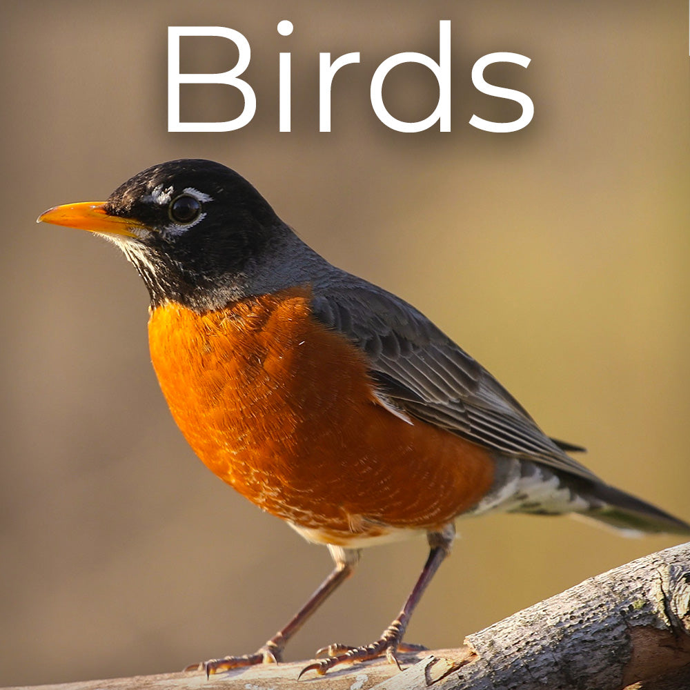 Birds SFX Album